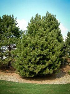 Сосна Чёрная (Pinus Nigra) купить по цене от 270.00р. в интернет-магазине «Посадика» с доставкой почтой в в Балтийске и по всей России – [изображение №1].