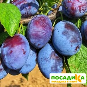 Слива Чачакская ранняя купить по цене от 229.00р. в интернет-магазине «Посадика» с доставкой почтой в в Балтийске и по всей России – [изображение №1].