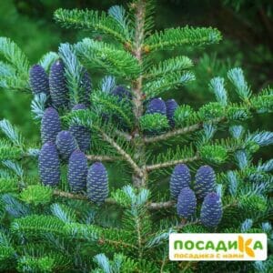 Пихта корейская (Abies koreana) купить по цене от 450.00р. в интернет-магазине «Посадика» с доставкой почтой в в Балтийске и по всей России – [изображение №1].