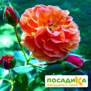 Роза Арабия купить по цене от 350.00р. в интернет-магазине «Посадика» с доставкой почтой в в Балтийске и по всей России – [изображение №1].