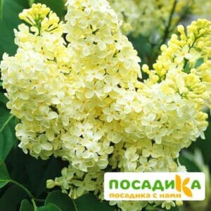 Сирень Примроуз (Primrose) купить по цене от 529.00р. в интернет-магазине «Посадика» с доставкой почтой в в Балтийске и по всей России – [изображение №1].