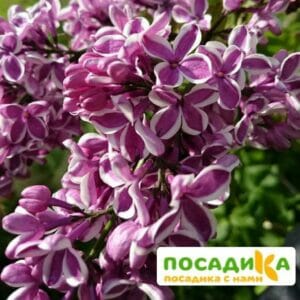 Сирень Сенсация купить по цене от 529.00р. в интернет-магазине «Посадика» с доставкой почтой в в Балтийске и по всей России – [изображение №1].