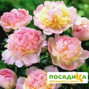 Пион Распберри Сандей (Paeonia Raspberry Sundae) купить по цене от 959р. в интернет-магазине «Посадика» с доставкой почтой в в Балтийске и по всей России – [изображение №1].