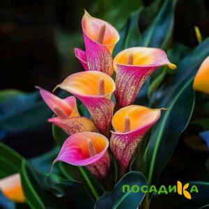 Калла Оникс купить по цене от 450р. в интернет-магазине «Посадика» с доставкой почтой в в Балтийске и по всей России – [изображение №1].