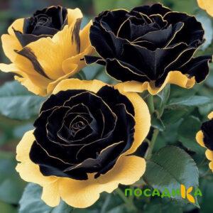 Роза Ханни Сикл купить по цене от 700р. в интернет-магазине «Посадика» с доставкой почтой в в Балтийске и по всей России – [изображение №1].