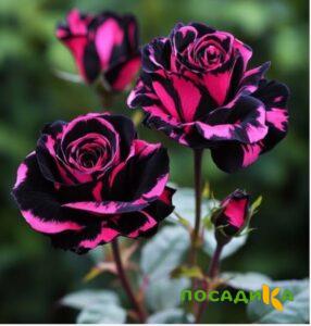 Роза Багровый Шепот купить по цене от 366р. в интернет-магазине «Посадика» с доставкой почтой в в Балтийске и по всей России – [изображение №1].