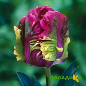 Тюльпан Экзотик Хэвен купить по цене от 186р. в интернет-магазине «Посадика» с доставкой почтой в в Балтийске и по всей России – [изображение №1].