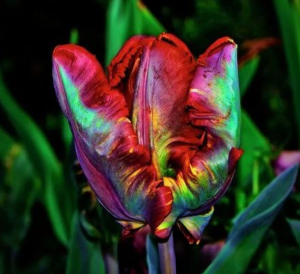 Тюльпан Эирпрайз купить по цене от 270р. в интернет-магазине «Посадика» с доставкой почтой в в Балтийске и по всей России – [изображение №1].